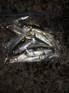コハダの釣果