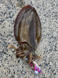 コウイカの釣果