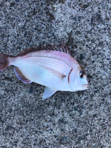 タコの釣果