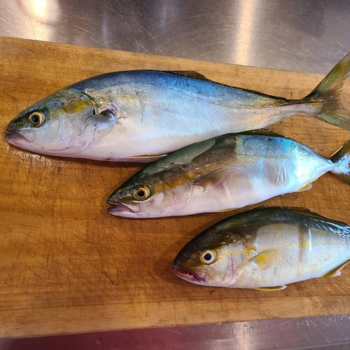 ショゴの釣果