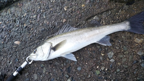 セイゴ（マルスズキ）の釣果