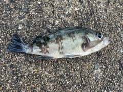 メバルの釣果