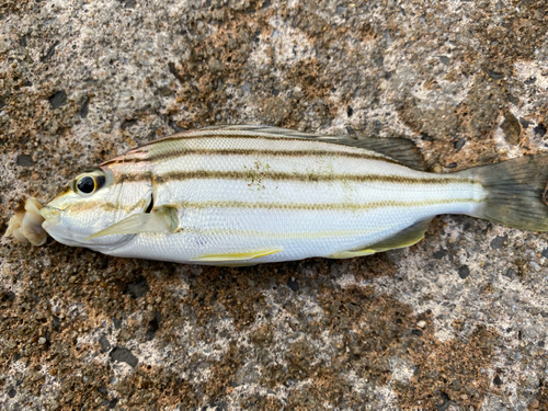 ヨスジシマイサキの釣果