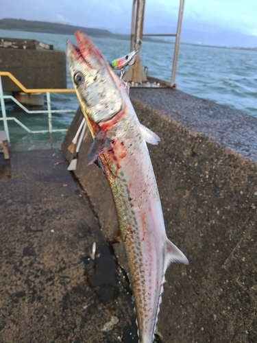 サゴシの釣果