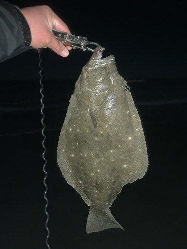 ヒラメの釣果