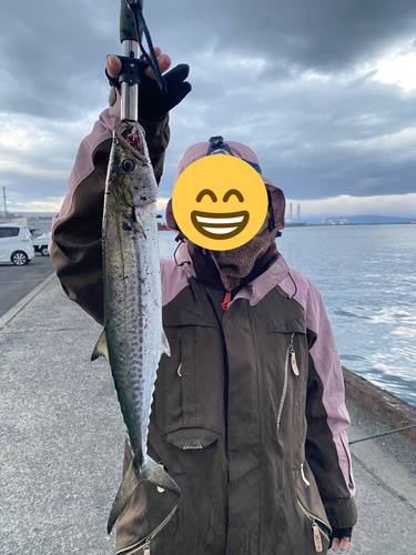 サゴシの釣果