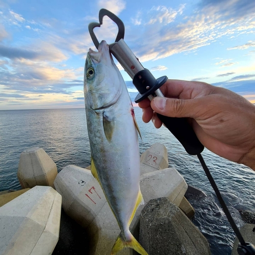 ツバスの釣果