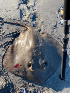 アカエイの釣果