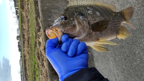 ティラピアの釣果