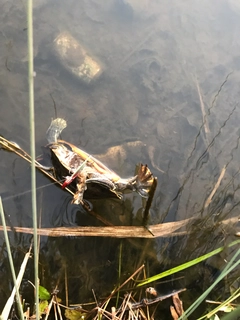 ライギョの釣果