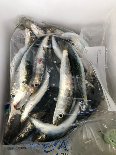 マイワシの釣果