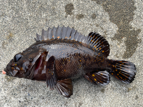 オウゴンムラソイの釣果