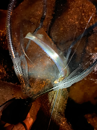 タチウオの釣果