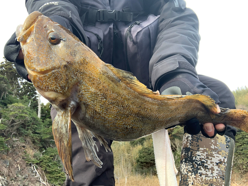 アイナメの釣果