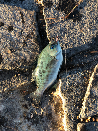 メジナの釣果