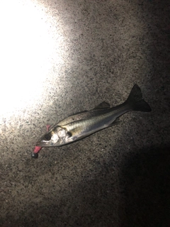 セイゴ（マルスズキ）の釣果