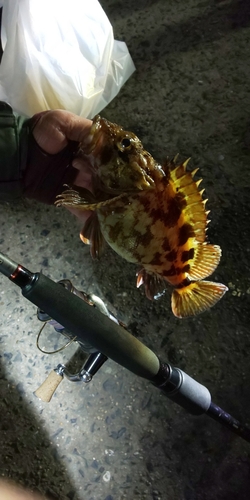 アラカブの釣果