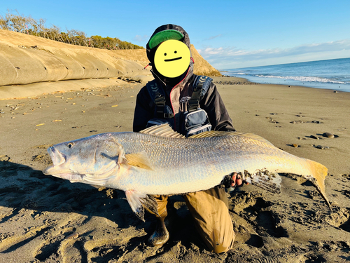 オオニベの釣果