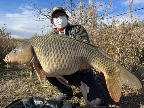 コイの釣果