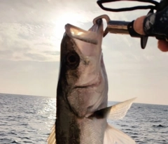 スズキの釣果