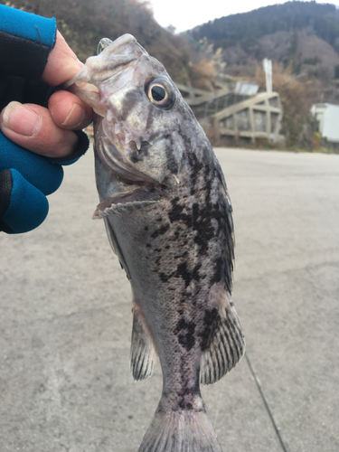 クロソイの釣果