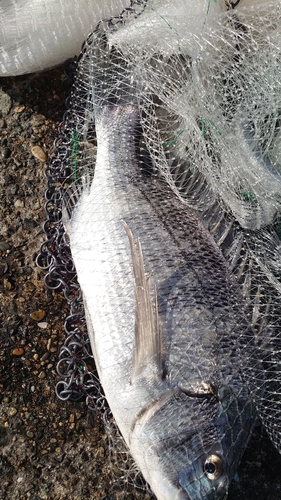 クロダイの釣果