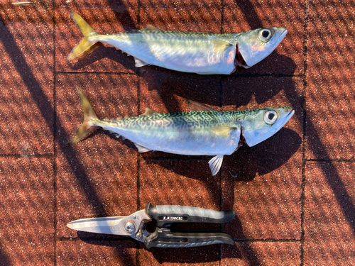 サバの釣果