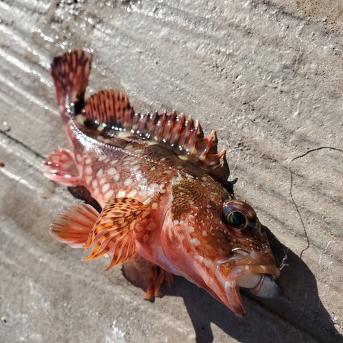 カサゴの釣果