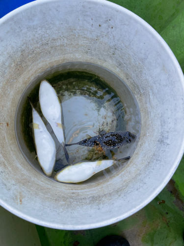 コモンフグの釣果