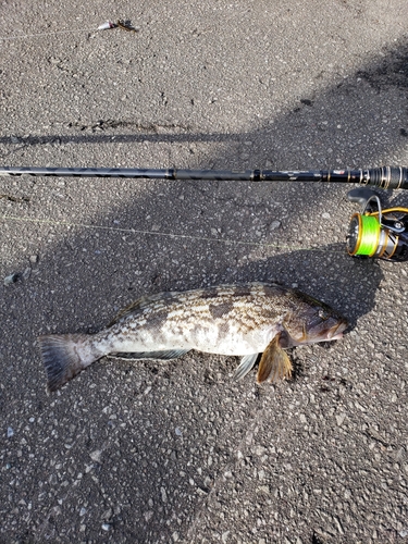 アイナメの釣果