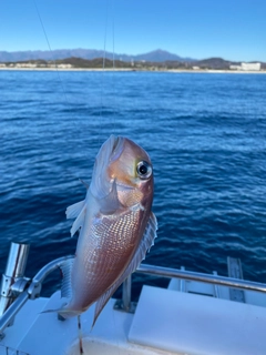 アマダイの釣果