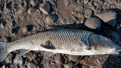 ニゴイの釣果