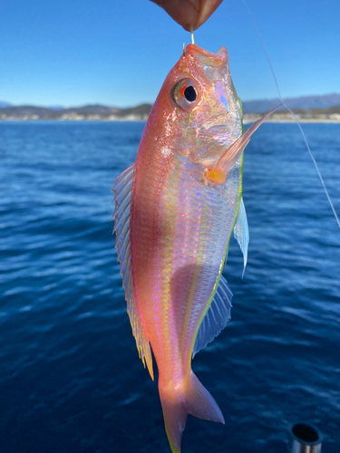 イトヨリダイの釣果