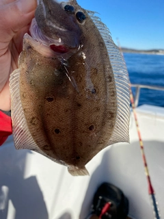 ヒラメの釣果