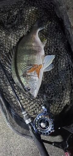 キビレの釣果