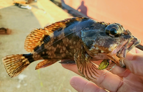 カサゴの釣果