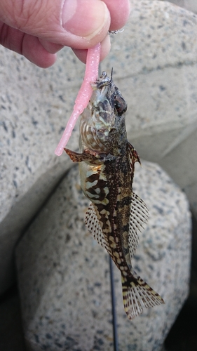 アナハゼの釣果