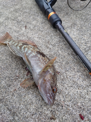 アイナメの釣果