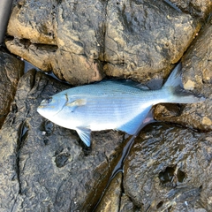 イスズミの釣果