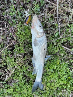 ニゴイの釣果