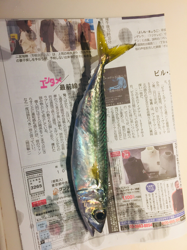 マサバの釣果