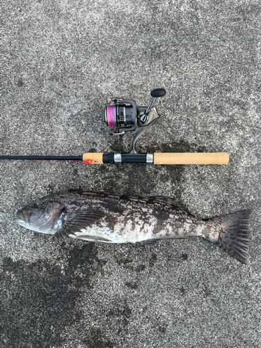 アイナメの釣果