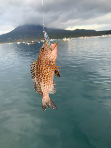 オオモンハタの釣果