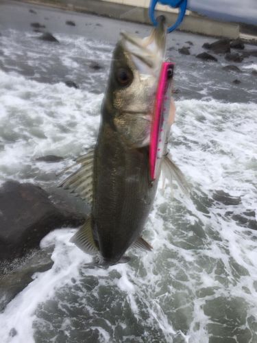 スズキの釣果