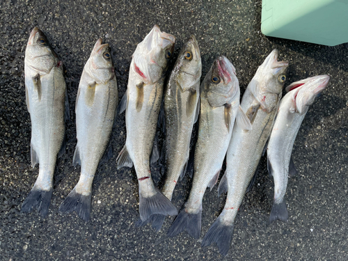 シーバスの釣果