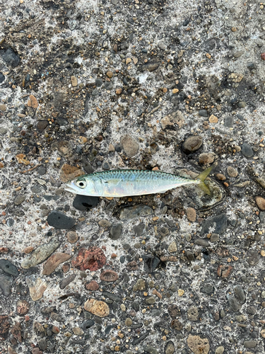 サバの釣果