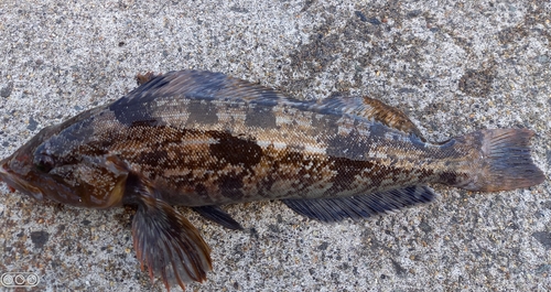 アブラコの釣果