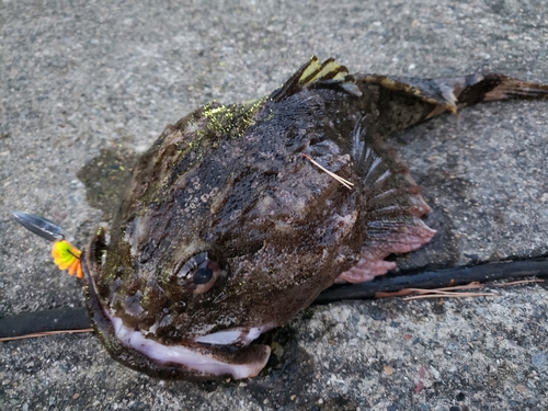 カジカの釣果