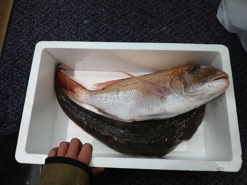 マダイの釣果