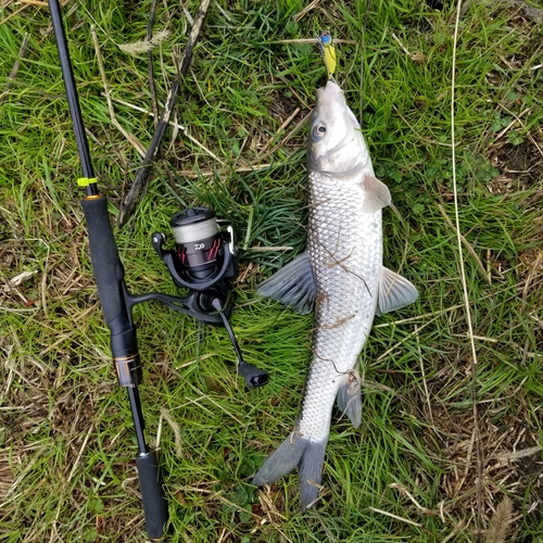 ニゴイの釣果